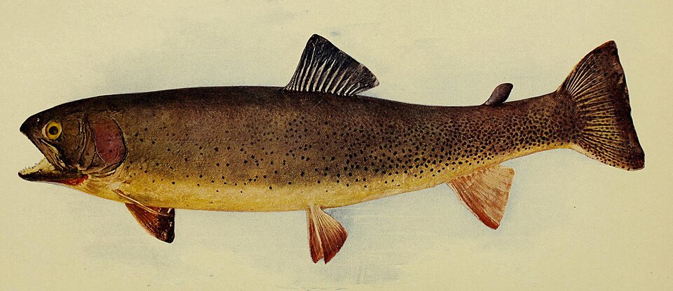 Vintage plate — cutthroat trout