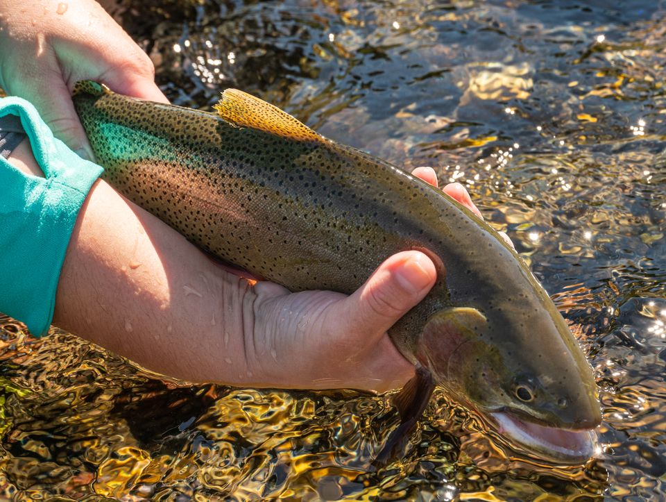 A Snake River fine-spotted cutthroat held just above a riffle: small black spots spread evenly from head to tail.